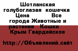 Шотланская голубоглазая  кошечка › Цена ­ 5 000 - Все города Животные и растения » Кошки   . Крым,Гвардейское